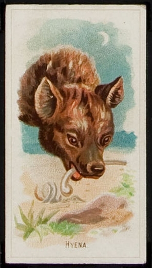 N25 Hyena.jpg